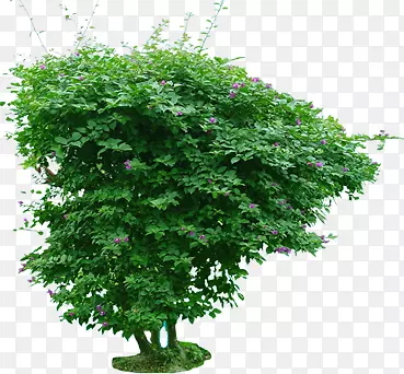 绿色植物大型盆栽