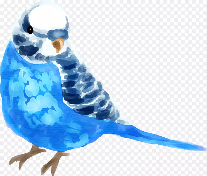 水彩动物蓝色小鸟