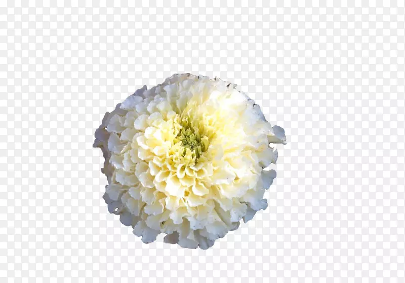 白色万寿菊