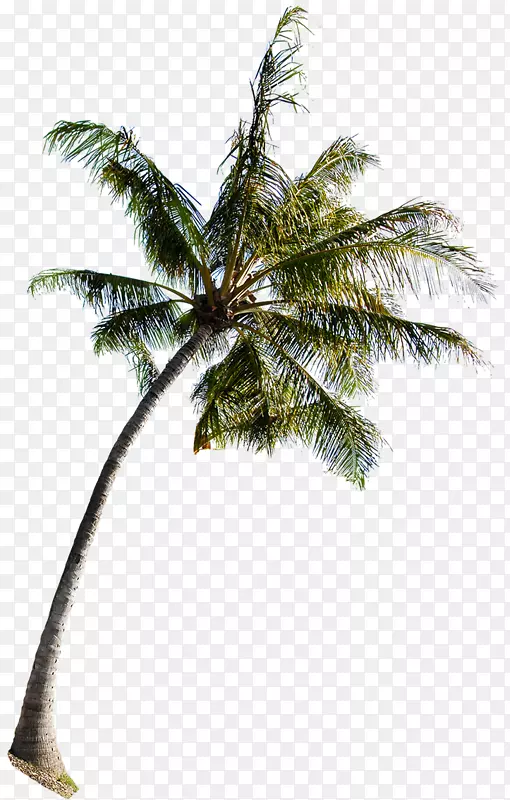 合成创意效果椰子树