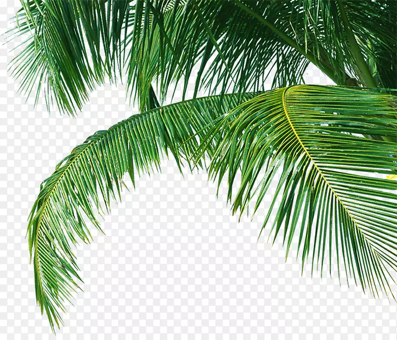 绿色创意合成椰子树植物