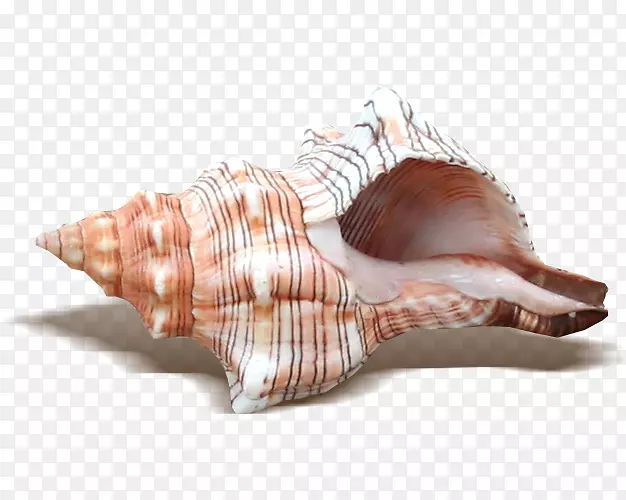 海生物海螺免抠图片