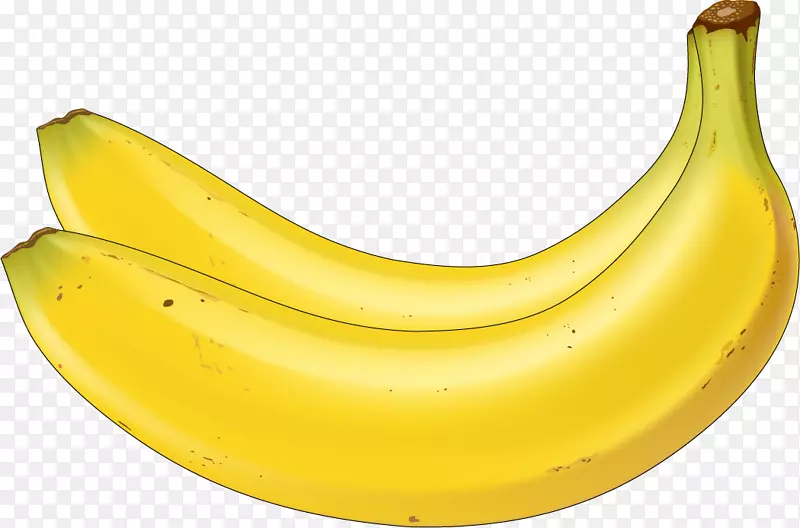 矢量手绘逼真香蕉