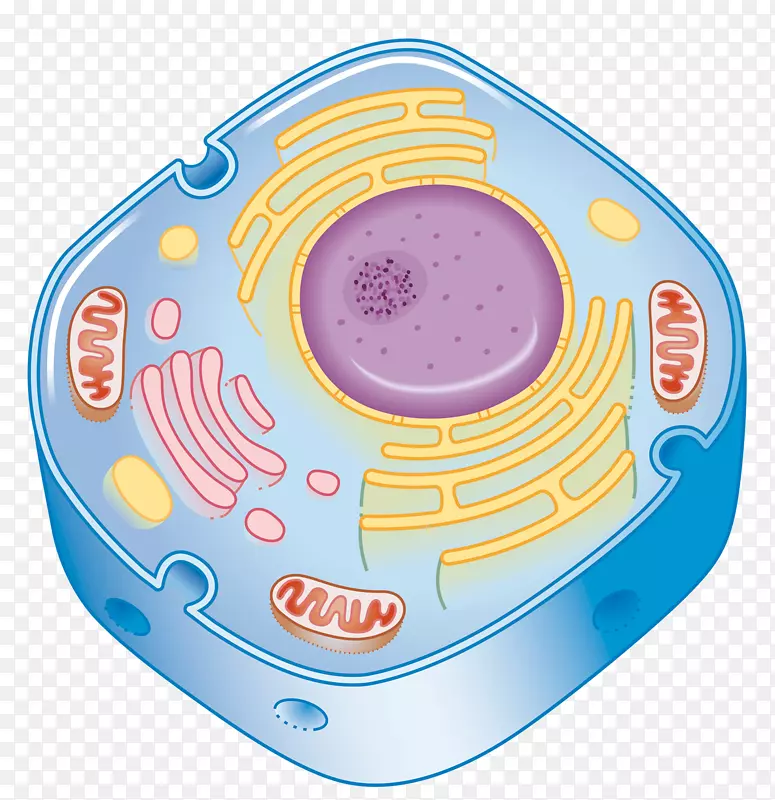 细胞结构插图