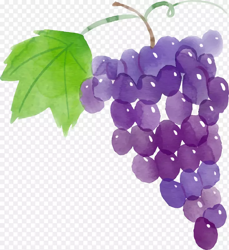 矢量手绘水彩葡萄