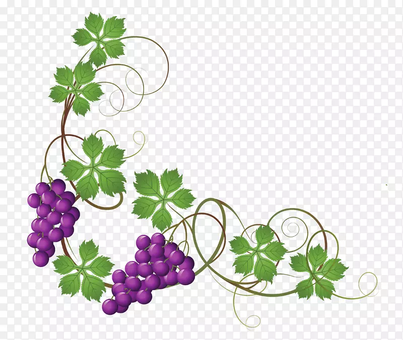 卡通手绘紫色的葡萄