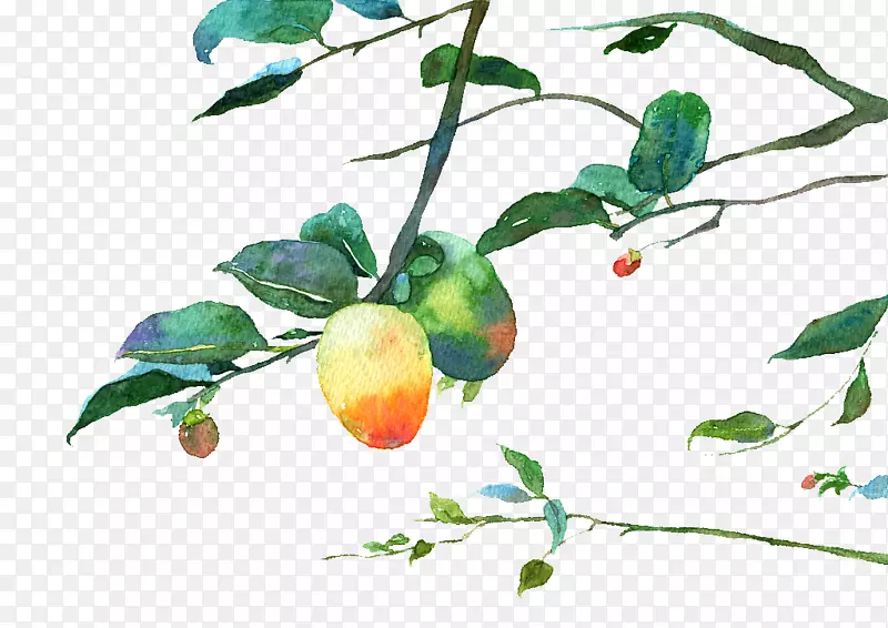 水彩手绘插图树枝叶与果实