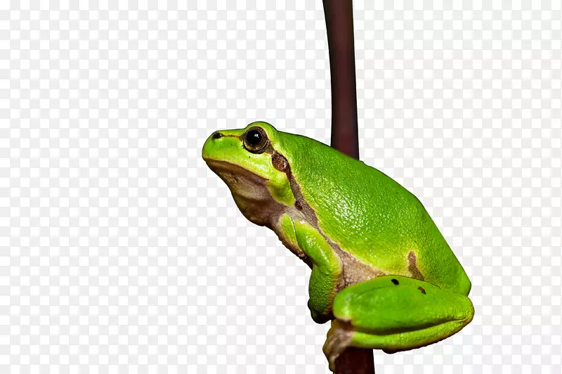 树蛙-树枝上的树蛙