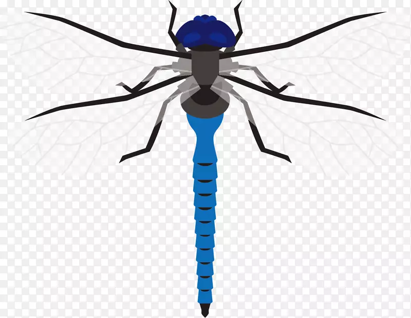 蓝色蜻蜓矢量标本