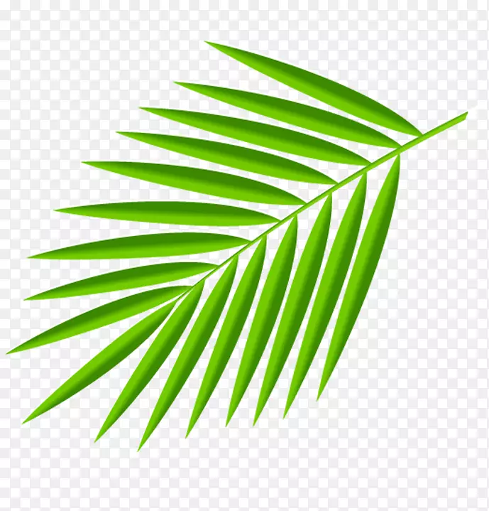 绿色植物椰树叶子免抠图