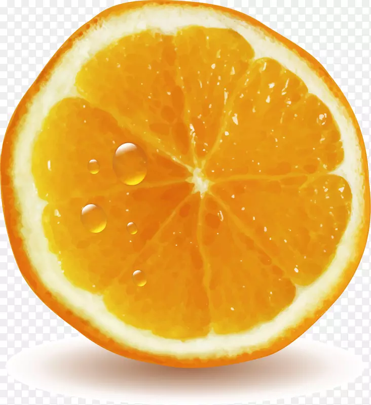 矢量图水彩橙子水果