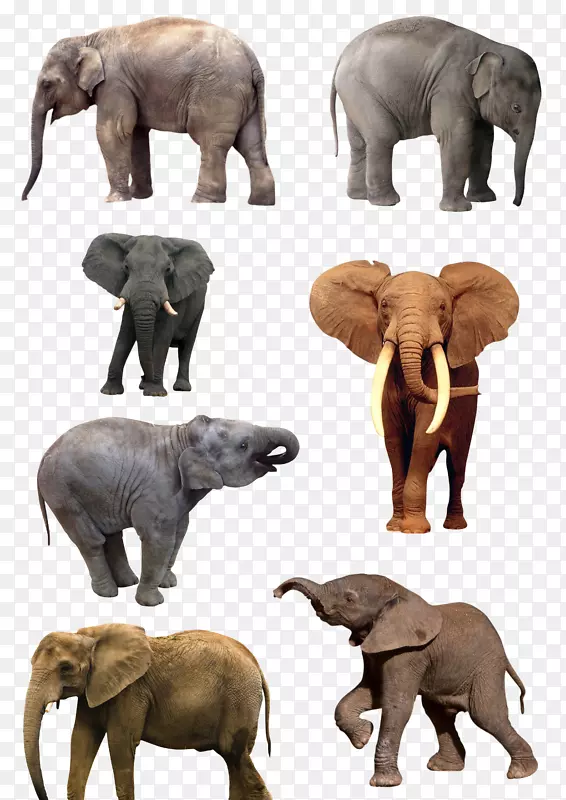 动物剪影手绘图片 大象