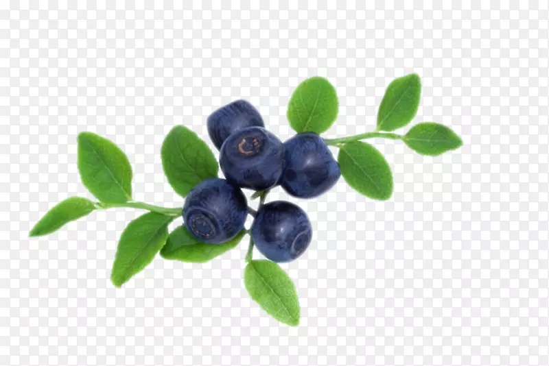 实物分支带叶子野生蓝莓