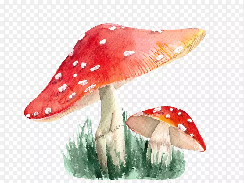 绿色草丛上的蘑菇