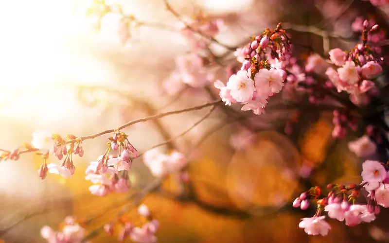 唯美漂亮的樱花图