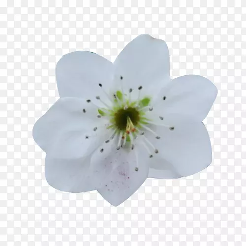 白色梨花花瓣图片素材