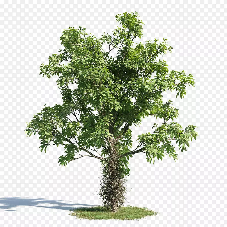 绿色藤蔓棕树