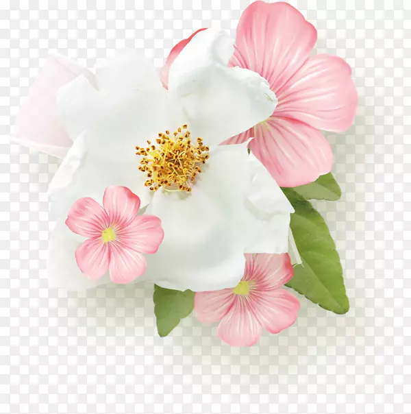 娇艳白色粉色花朵