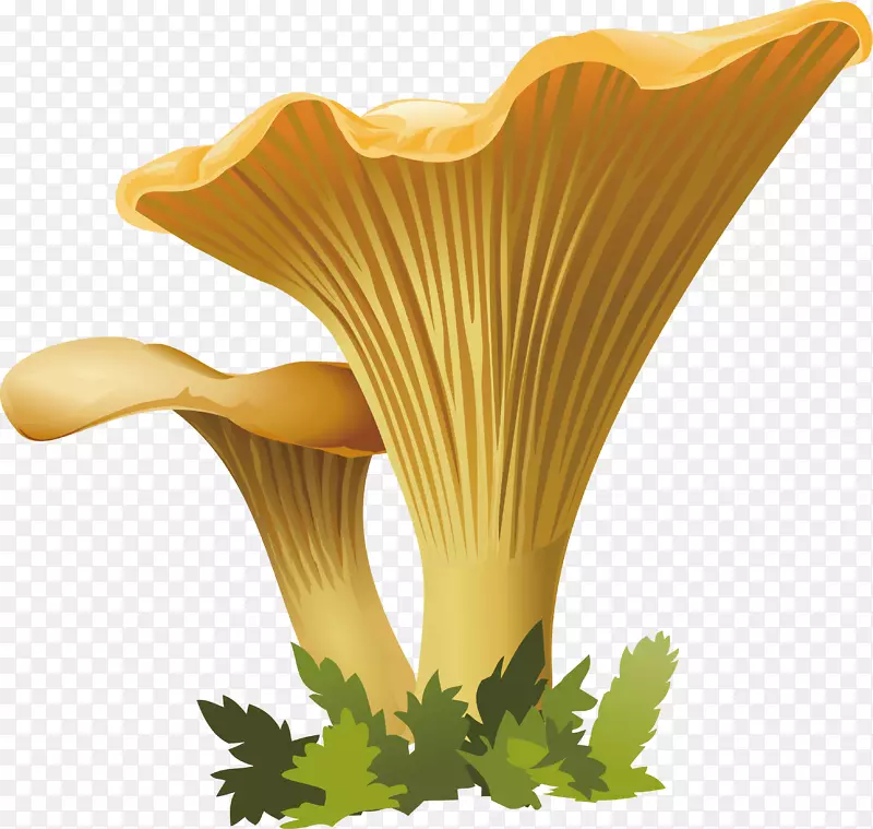 野生黄色蘑菇