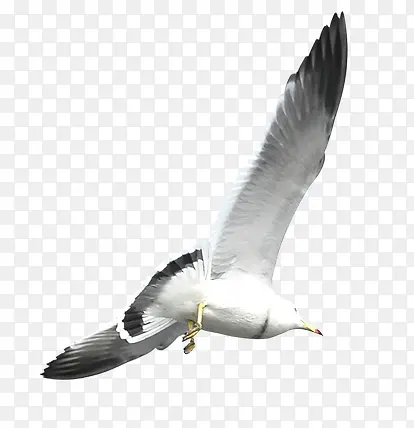 展翅高飞的海鸥