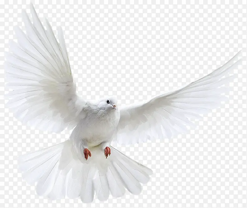 展翅高飞的白鸽