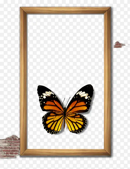 画框蝴蝶