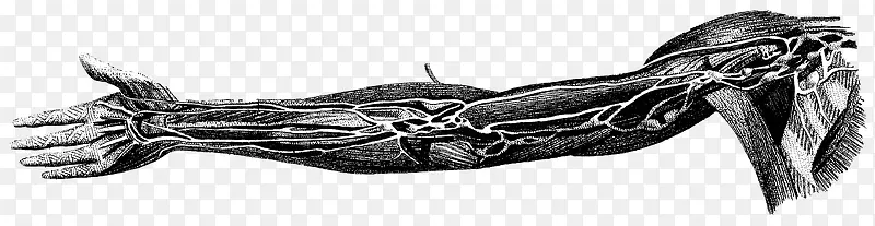 臂膀神经人体器官描绘