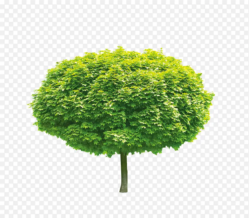绿色的树