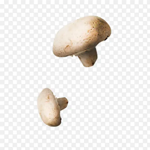蘑菇食物元素