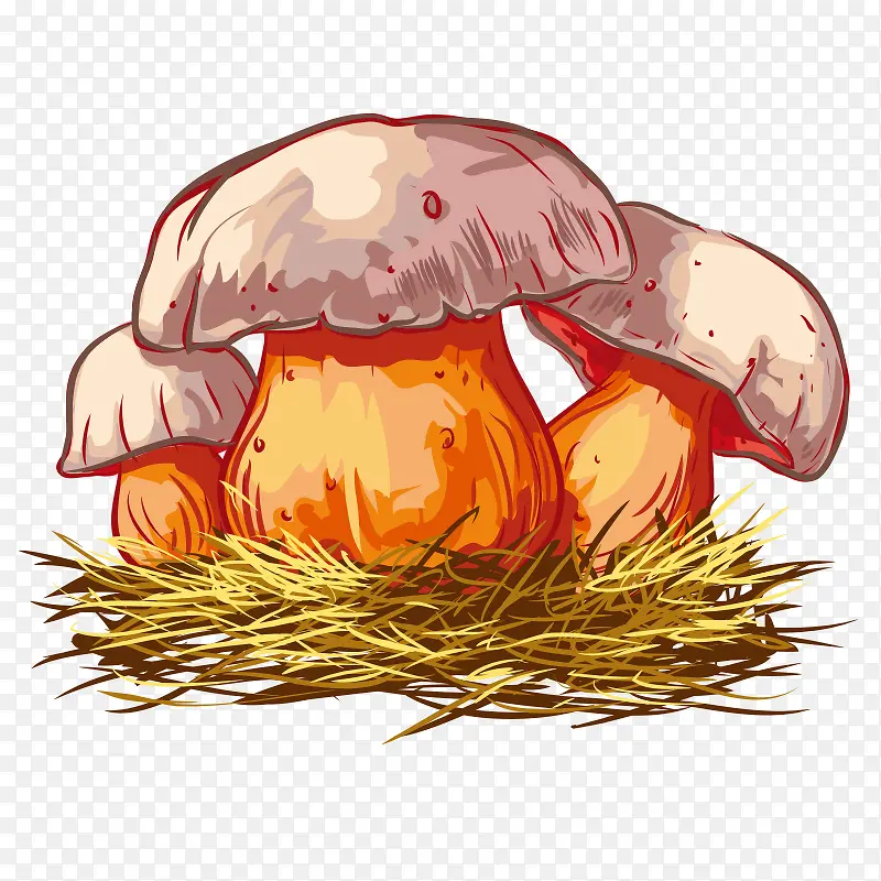 手绘蘑菇 食物 草菇 植物 食品