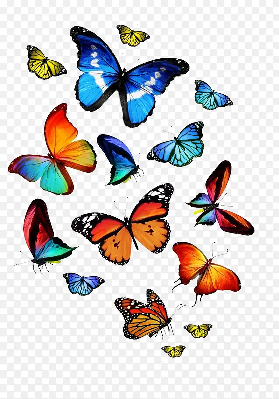 蝴蝶系列 - 多种多样美丽的蝴蝶