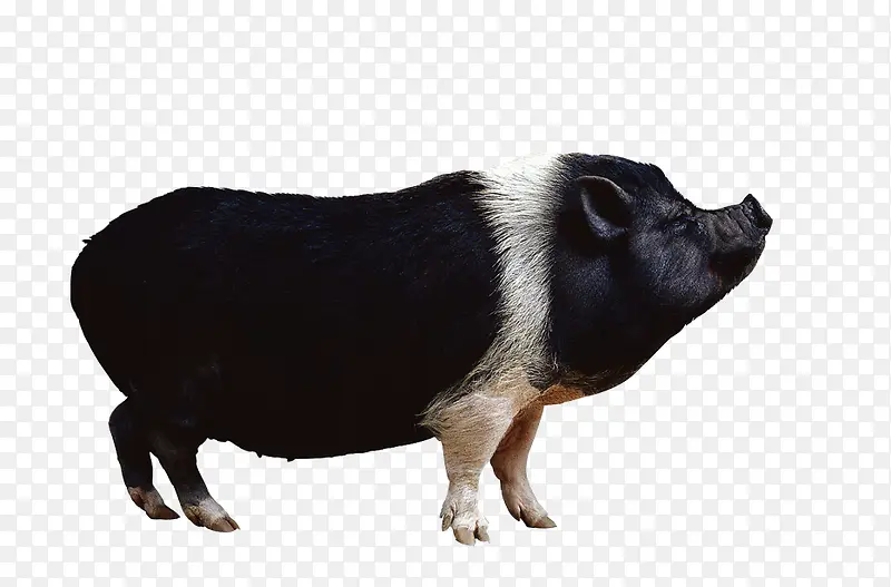 黑色可爱猪