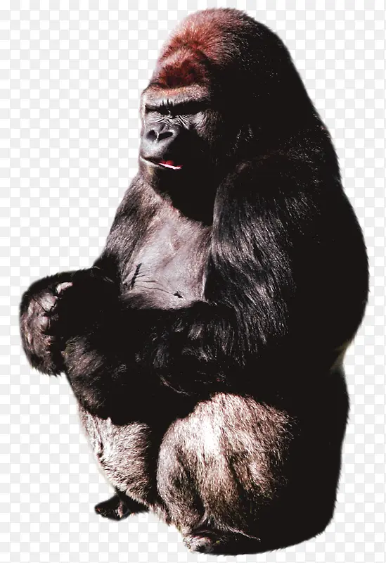 黑猩猩生气