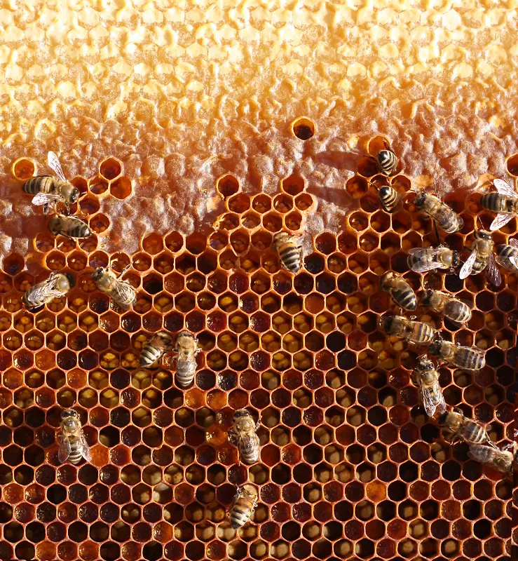 在建筑蜂窝的蜜蜂