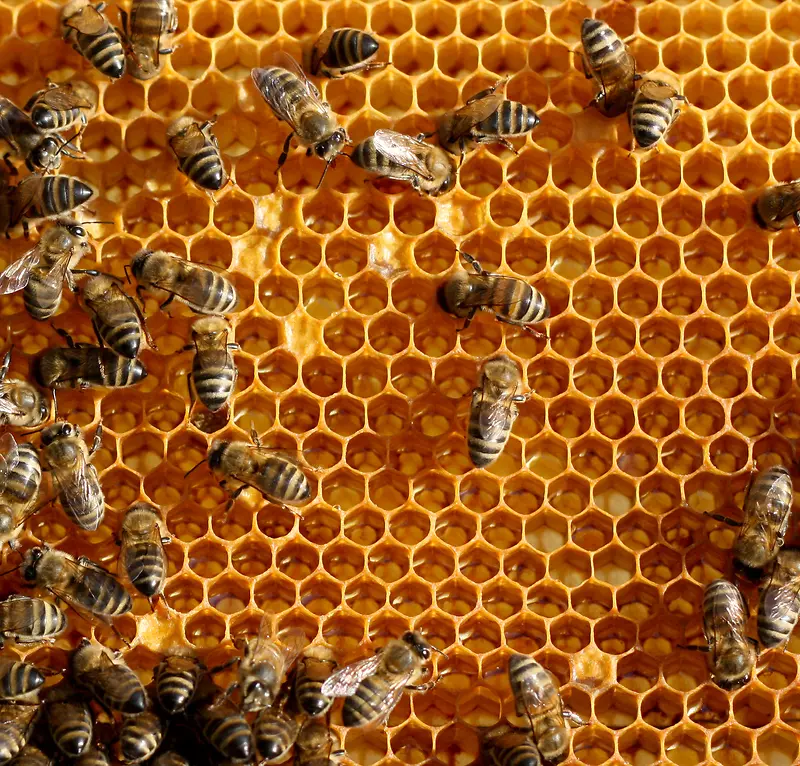 蜂窝上的蜜蜂摄影