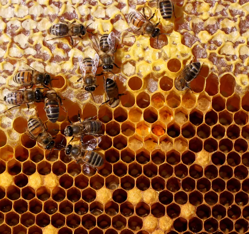蜂窝里的蜂蜜与蜜蜂