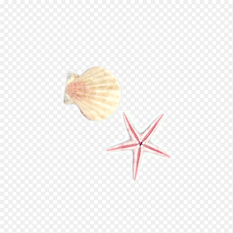 手绘贝壳海星