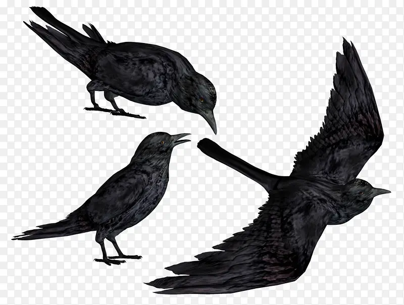黑色乌鸦在空中觅食