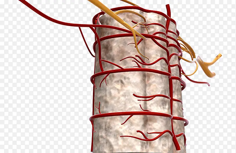 脊椎血管分布
