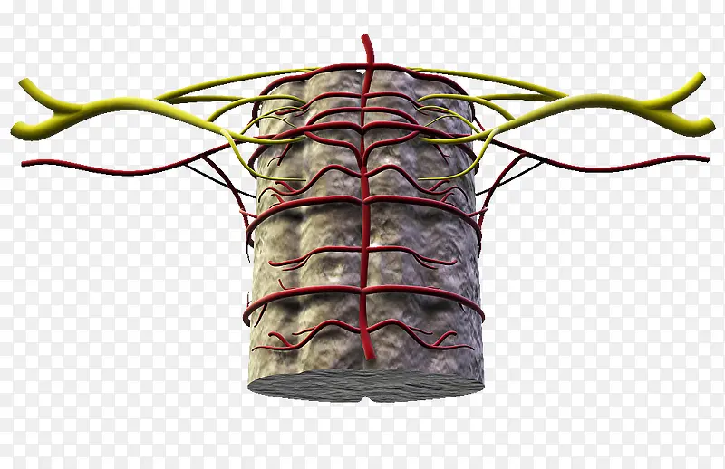 脊椎血管分布