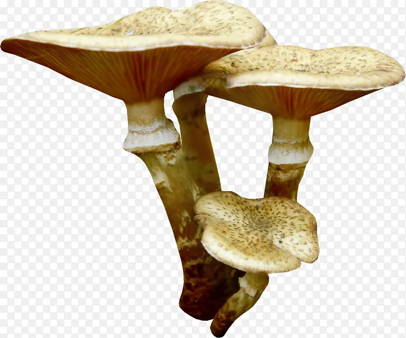 棕色漂亮蘑菇