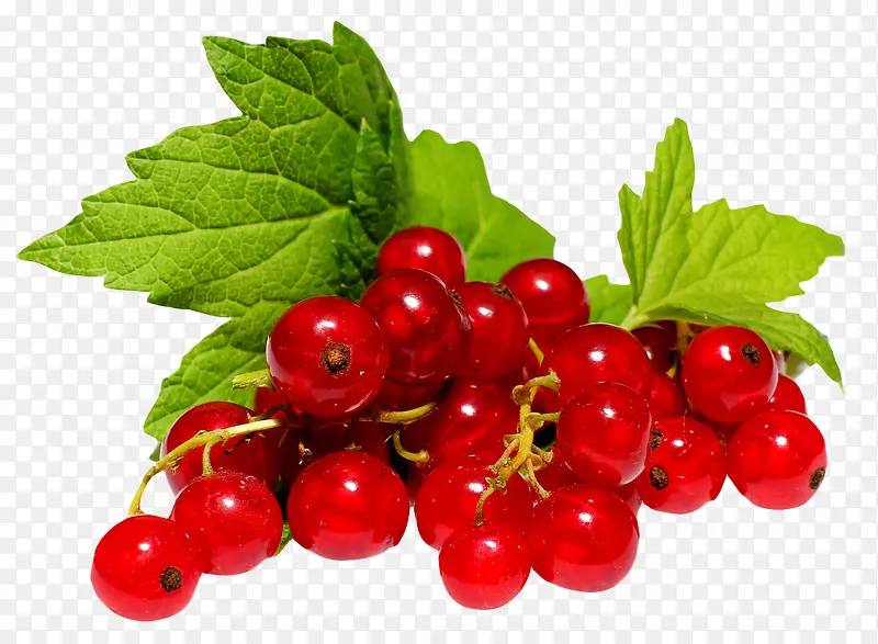 红色蔓越莓免抠素材
