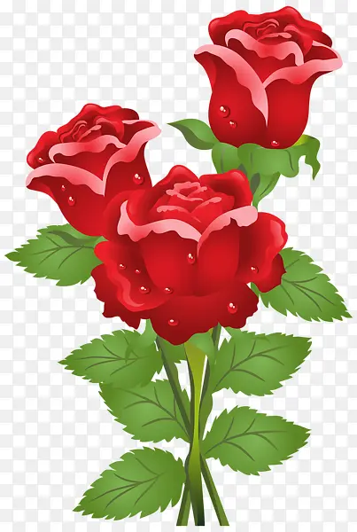 三朵玫瑰红色鲜花