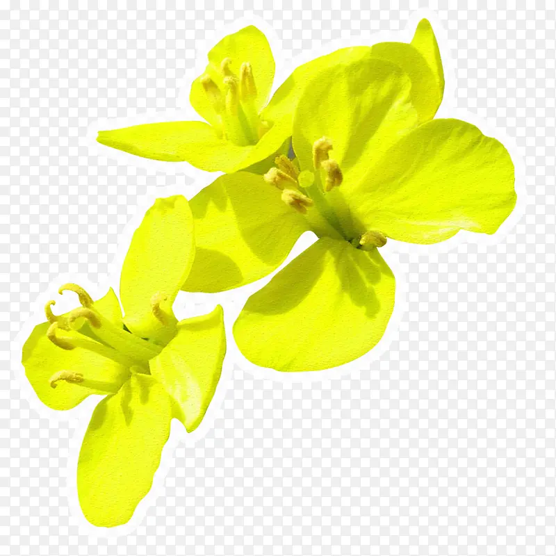 金黄色春季油菜花