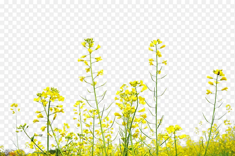 植物金黄色花朵秋天效果
