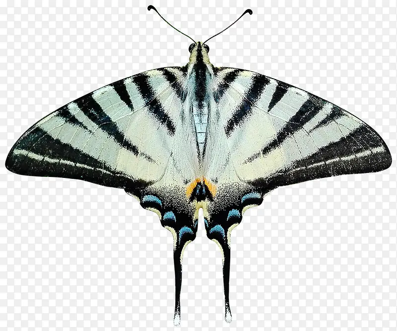 黑白蝴蝶标本