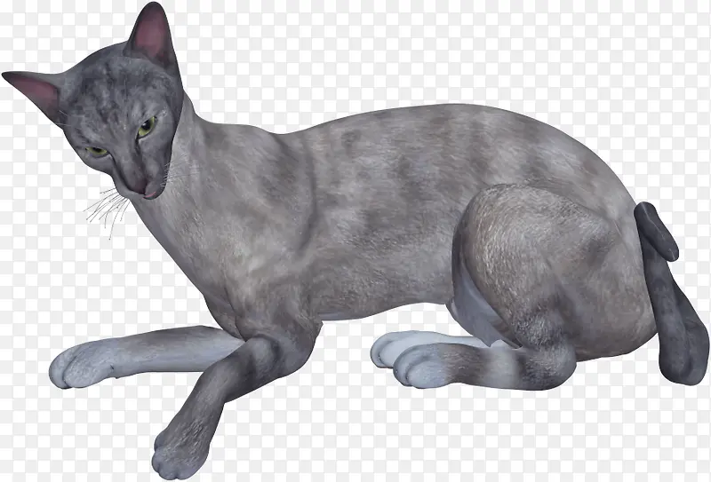 灰色猫咪