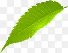 飘落的绿色树叶效果元素