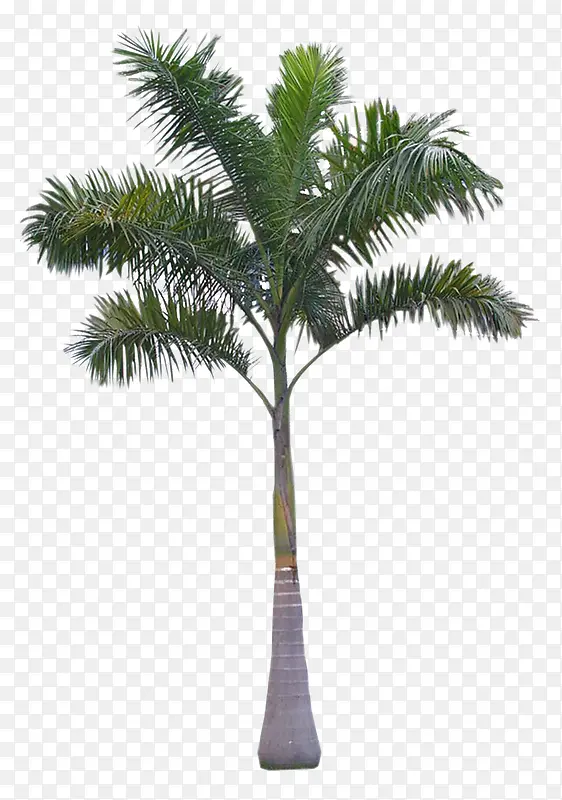 热带植物绿色棕树