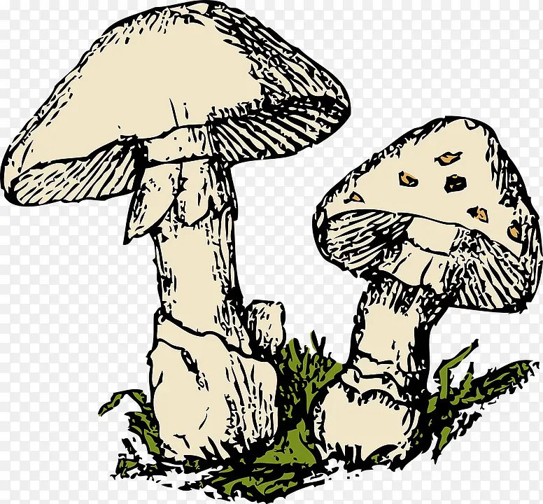 蘑菇 菌类 植物
